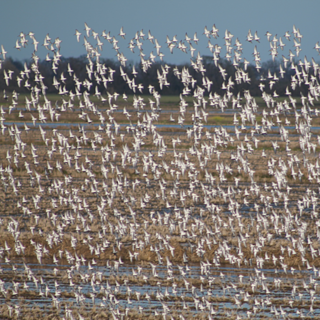 Photo of birds on the Pacific Flyway