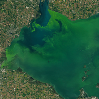 Landsat 8 satellite image of algal bloom in Lake Erie 